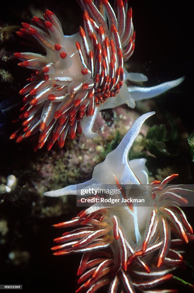 Opalescent nudibranch: hermissenda crassicornis mating &/or fighting barkley sound, b.c
