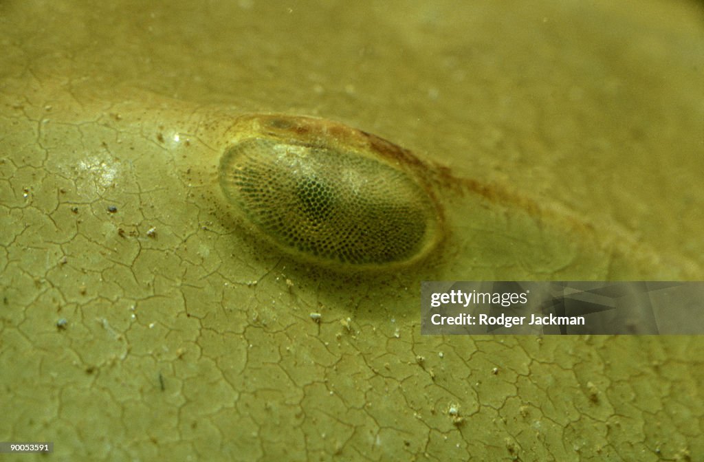 Horseshoe crabs: limulus polyphemus detail of eye