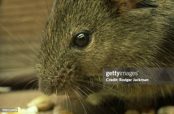 house mouse: mus musculus  adult feeding on corn - feldmaus stock-fotos und bilder