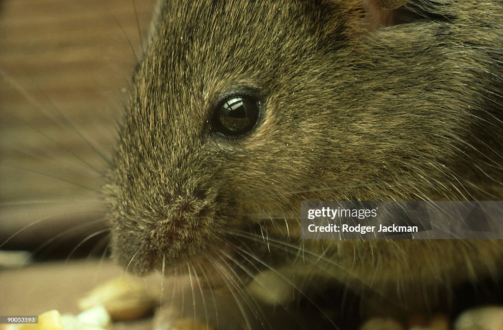 House mouse: mus musculus adult feeding on corn