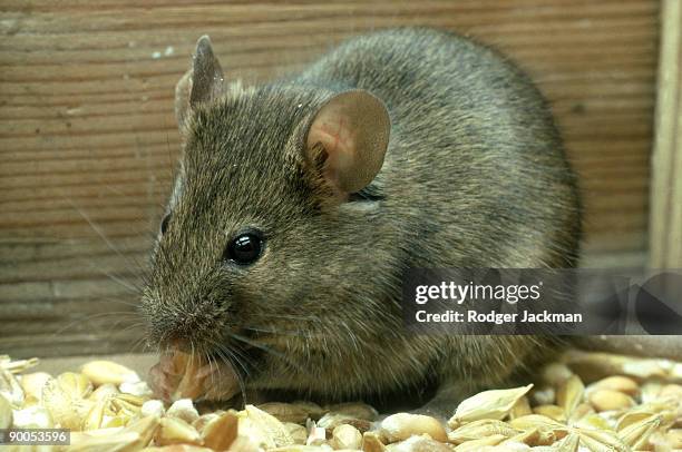 house mouse - feldmaus stock-fotos und bilder