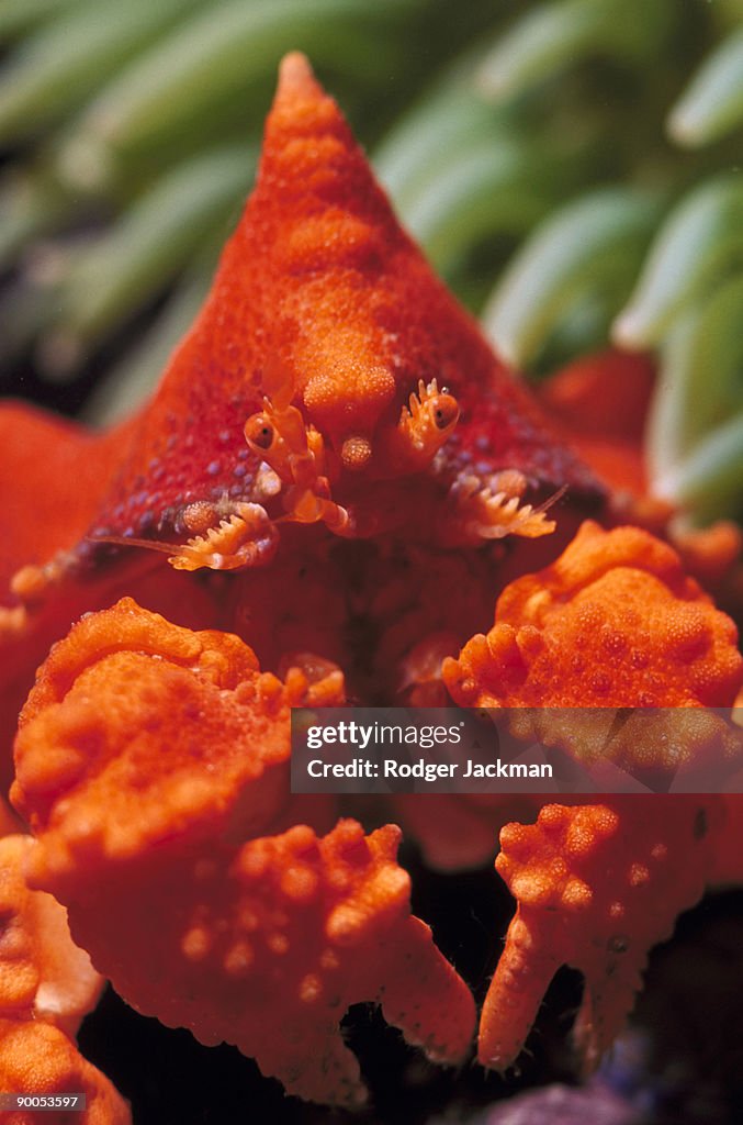 Puget sound king crab