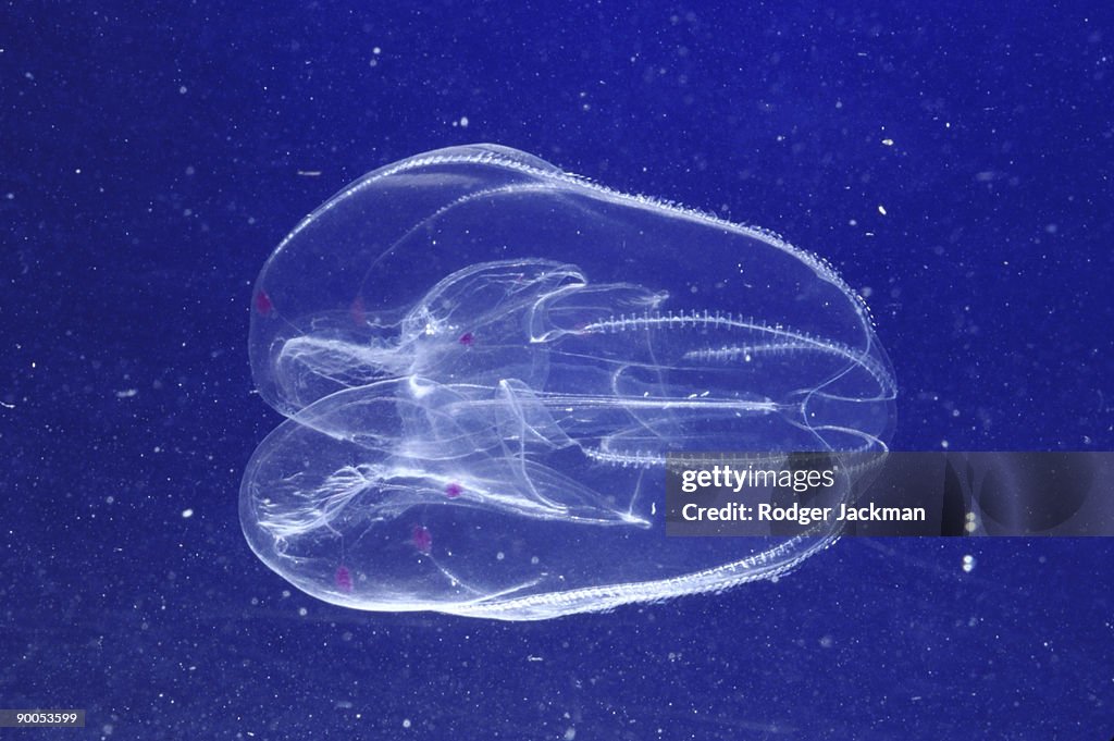 Lobate ctenophore bolinopsis vitrea gulf stream florida, usa