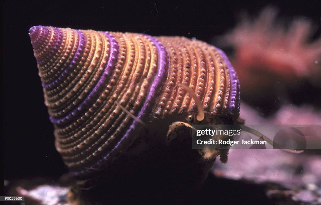 Ring topped snail