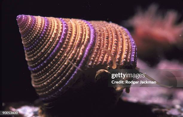 52 Topshell Stock Photos, High-Res Pictures, and Images - Getty Images