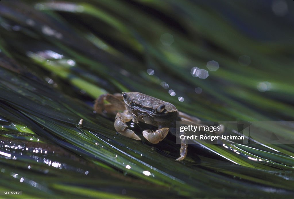 Green shore crab