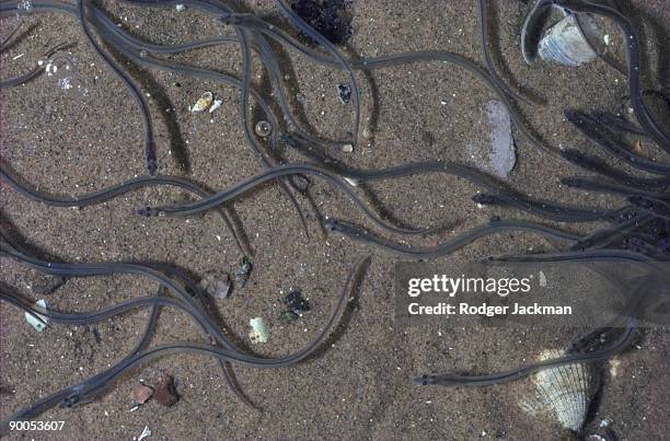 eel anguilla anguilla elvers swimming  devon - european eel stock pictures, royalty-free photos & images