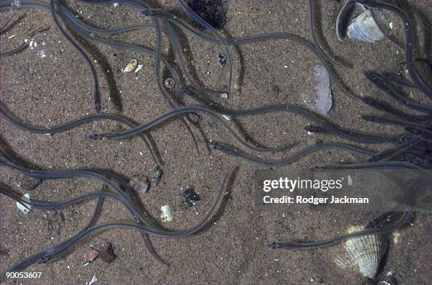 eel anguilla anguilla elvers swimming  devon - saltwater eel 個照片及圖片檔