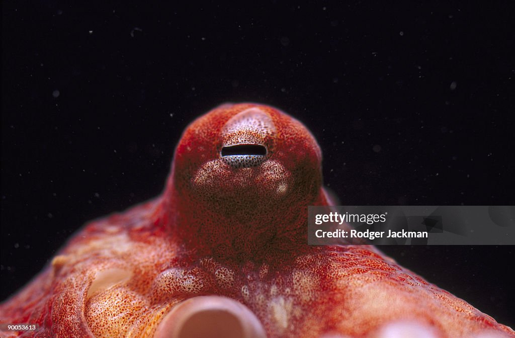 Giant pacific octopus
