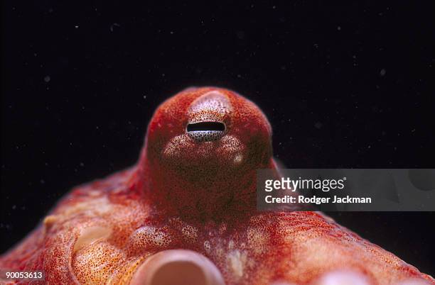 giant pacific octopus - pacific ocean stock pictures, royalty-free photos & images