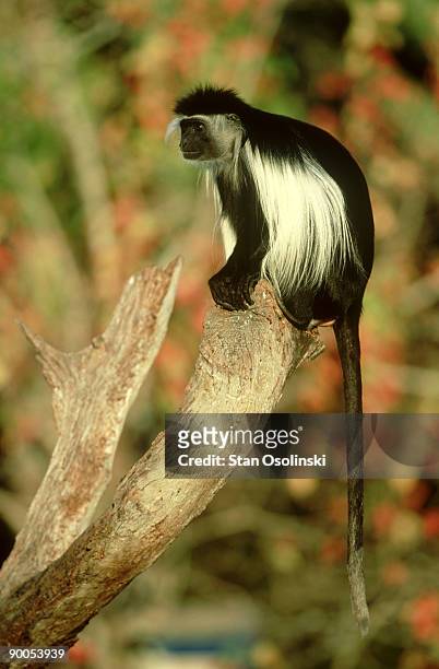 colobus monkey: colobus polykomos  sunning  lowry park zoo   tampa, florida - leaf monkey stock pictures, royalty-free photos & images