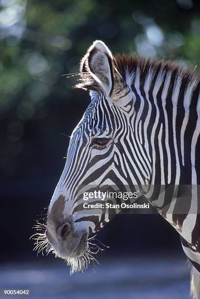 grevys zebra: equus grevyi  portrait  zoo animal - grevys zebra stock pictures, royalty-free photos & images