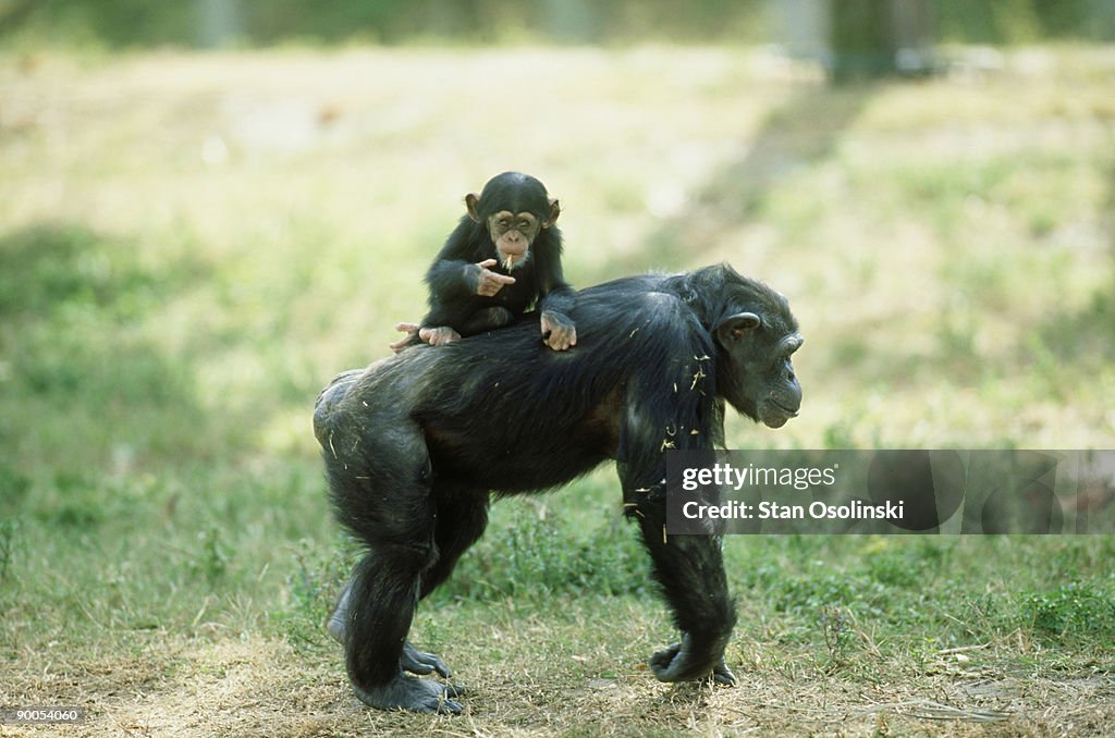 Chimpanzee: pan troglodytes  baby on back. endangered   spec ies.  zoo animal