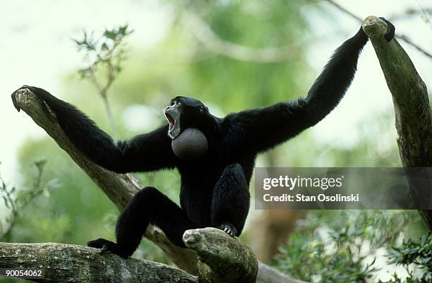 siamang: hylobates syndactylus  vocalizing. endangered  spec ies.zoo animal - gibbon stock pictures, royalty-free photos & images