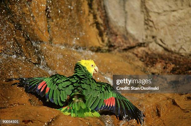 yellow-headed amazon: amazona ochrocephala,  bathing,  zoo animal - amazona ochrocephala stock pictures, royalty-free photos & images