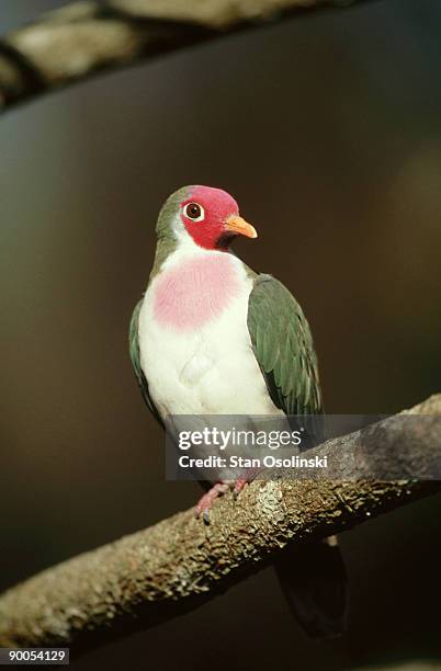 jambu fruit dove: ptilinopus jambu  male  zoo animal - columbiformes stock pictures, royalty-free photos & images