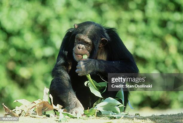 chimpanzee, pan troglodytes, eating banana frond, miami metrozoo,florida - ape eating banana stock pictures, royalty-free photos & images