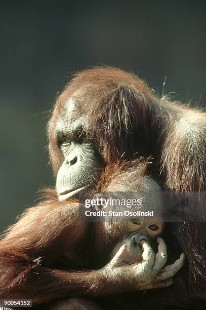 bornean orangutan, pongo pygmaeus pygmaeus, mum holding baby, zoo, fl - primates stock pictures, royalty-free photos & images