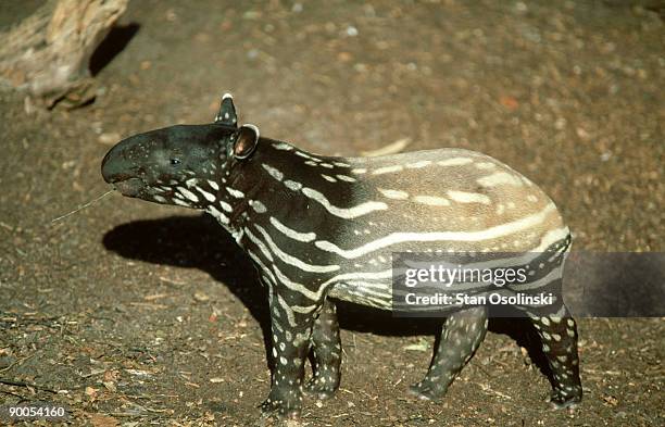 malayan tapir: tapirus indicus  baby, camouflage pattern  zo o animal - tapiro della malesia foto e immagini stock