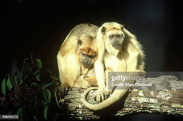 howler monkey: alouatta caraya  females huddling  lowry park zoo, tampa, fl. - cebidae stock pictures, royalty-free photos & images