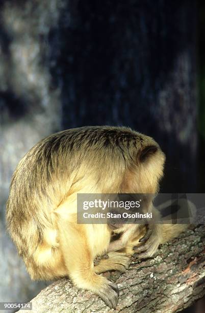 howler monkey: alouatta caraya  mother holding baby  lowry p ark zoo, tampa, fl. - cebidae stock pictures, royalty-free photos & images