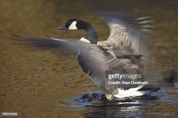 292 Geese Definition Stock Photos, High-Res Pictures, and Images ...