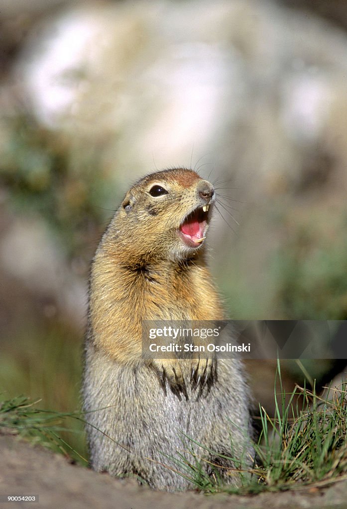 Arctic ground squirrel