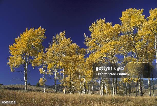 quaking aspen populus tremuloides autumn colour yellowstone n.p., usa - aspen tree bildbanksfoton och bilder