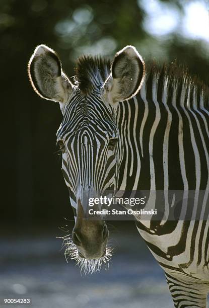 grevy's zebra equus grevyi portrait zoo animal - grevys zebra stock pictures, royalty-free photos & images