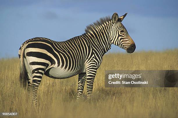 cape mountain zebra - cebra de montaña fotografías e imágenes de stock