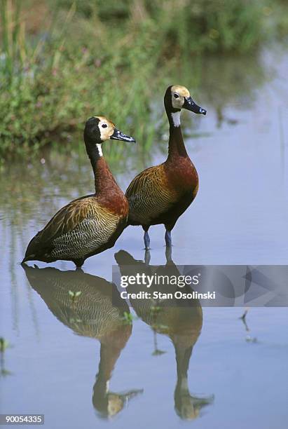 white-faced tree duck - white faced whistling duck stock pictures, royalty-free photos & images