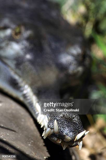 gharial gavialis gangeticus sunning zoo animal - indian gharial stock pictures, royalty-free photos & images