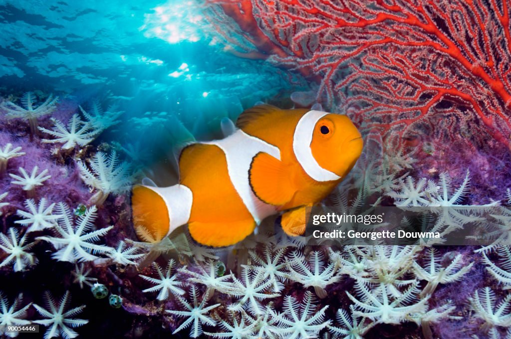 Clownfish