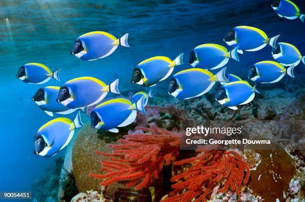 powder-blue surgeonfish - acanthuridae stock pictures, royalty-free photos & images