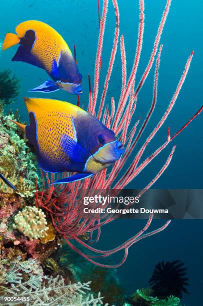 blue-girdled angelfish  - whip coral stock pictures, royalty-free photos & images