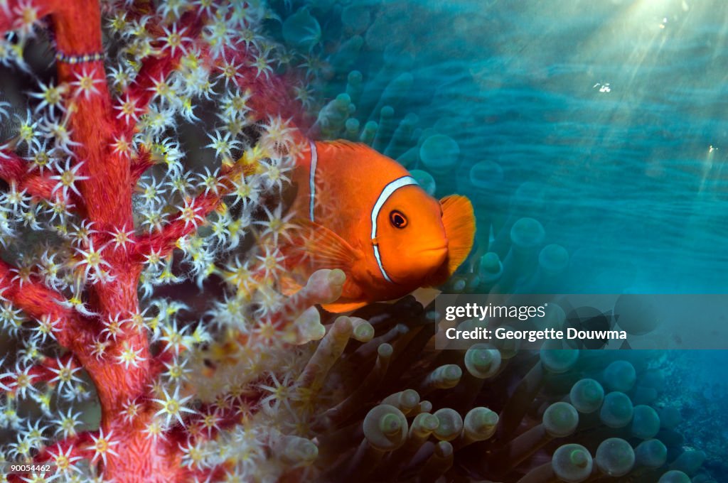 Anemonefish