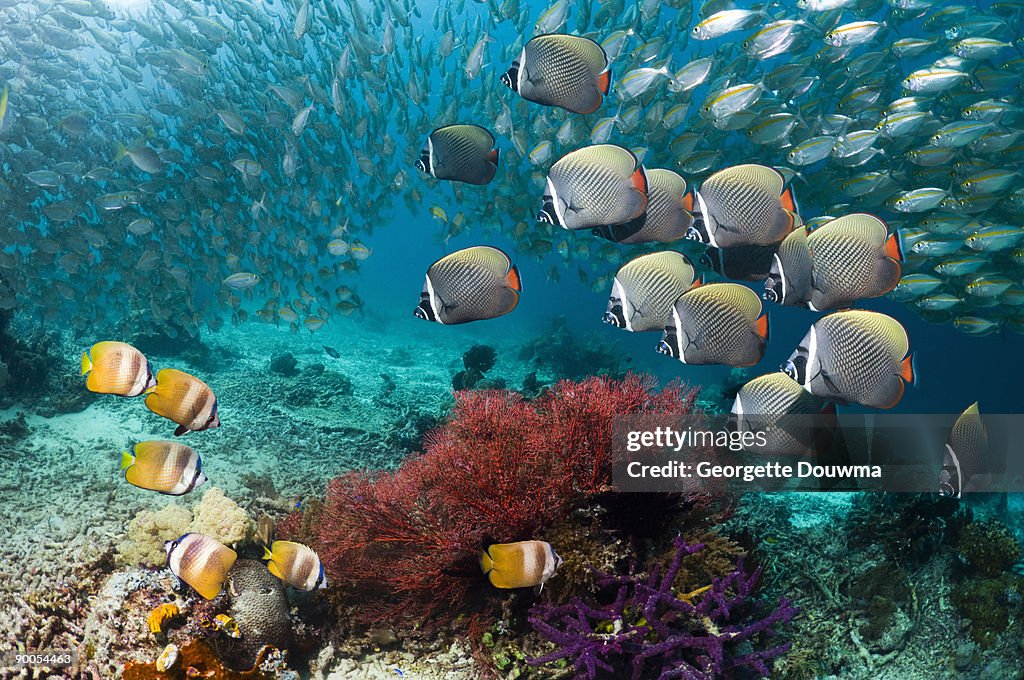 Collared Fish Redtail Or Collared Butterflyfish High-Res Stock Photo - Getty Images