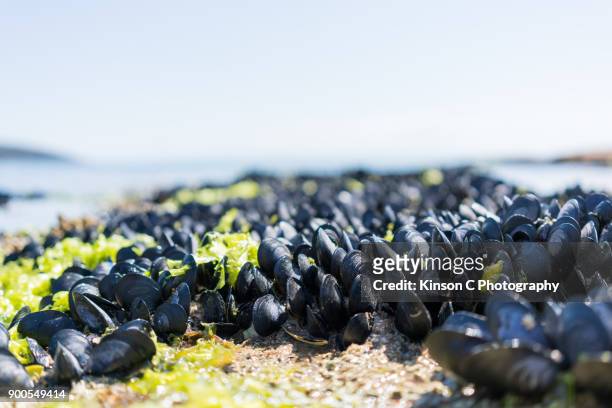 closeup of live tasmania black mussels on seashore - mussels stockfoto's en -beelden
