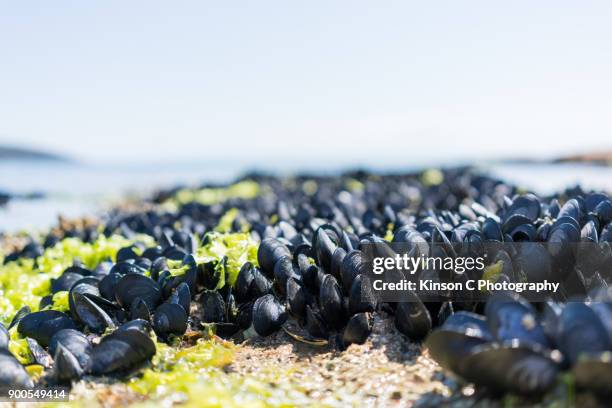 closeup of live tasmania black mussels on seashore - mexilhão imagens e fotografias de stock