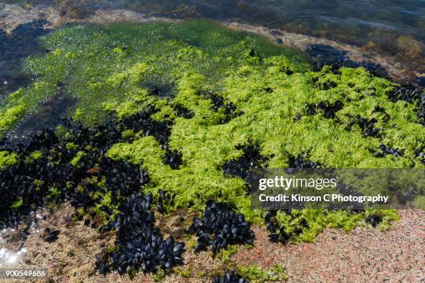 black mussels and sea kale (crambe maritima) by the seashore - wineglass bay stock pictures, royalty-free photos & images
