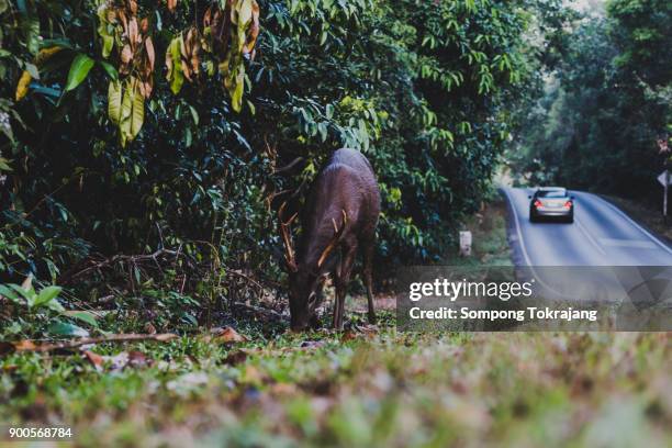 wildlife and prosperity. - white tail buck bildbanksfoton och bilder