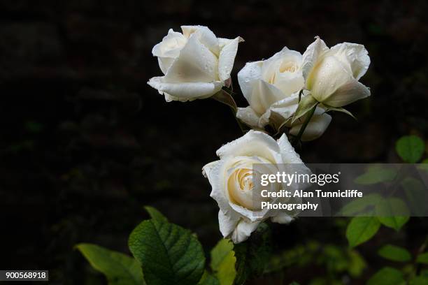 white roses - rose arrangement stock pictures, royalty-free photos & images