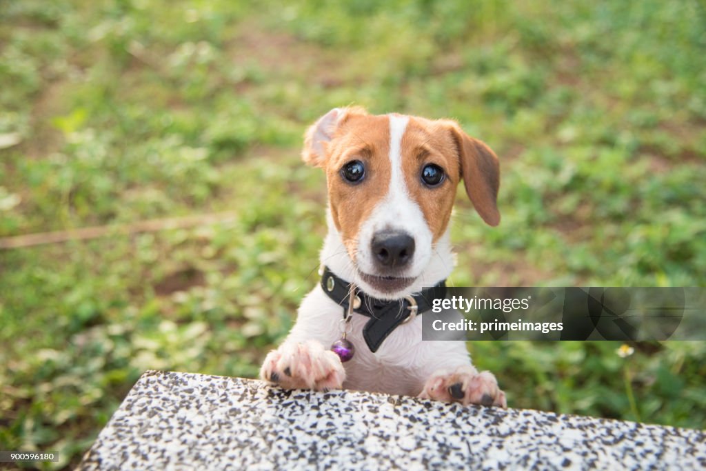 Lilla Jack Russell Terrier hund söker till kamera