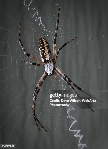 garden spider - dave wilson webartz stock pictures, royalty-free photos & images