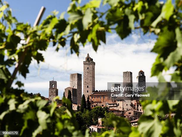 hilltown viewed through vineyard - san gimignano stock pictures, royalty-free photos & images