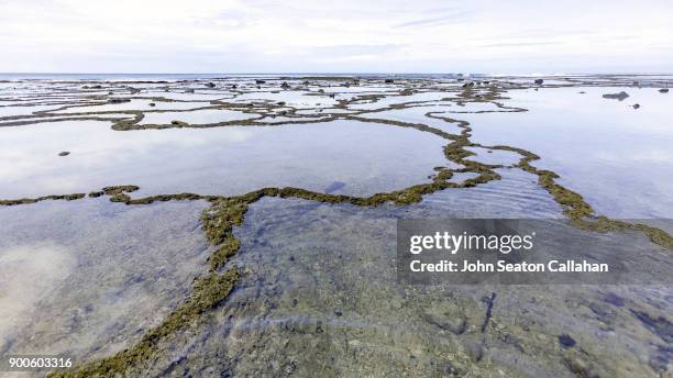 coral reef on nias island in north sumatra - nias island bildbanksfoton och bilder