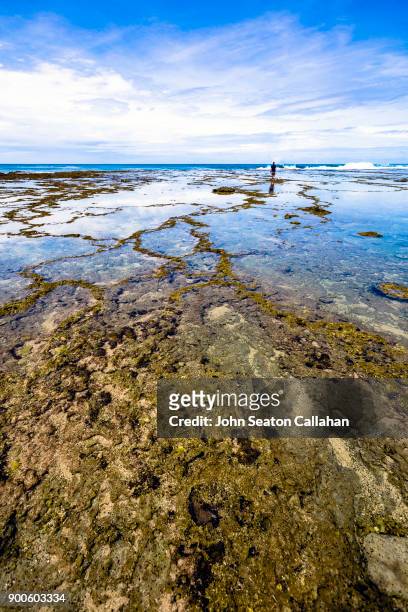 coral reef on nias island in north sumatra - nias island bildbanksfoton och bilder
