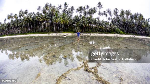 coral reef on nias island in north sumatra - nias island bildbanksfoton och bilder