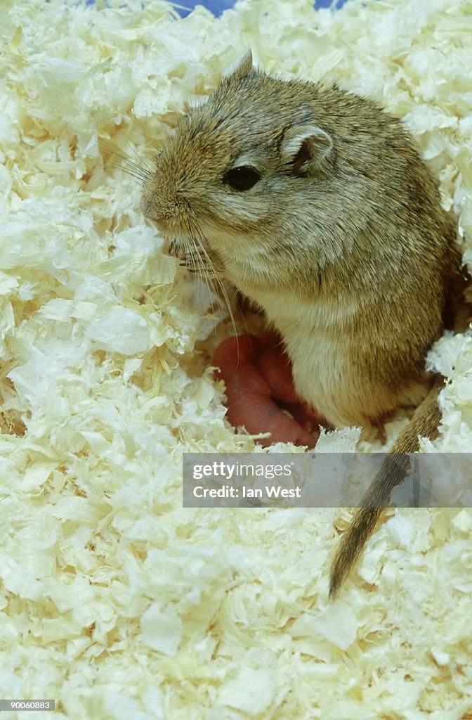 Gerbil: meriones sp. house pet. mother with babies, 2 days old.