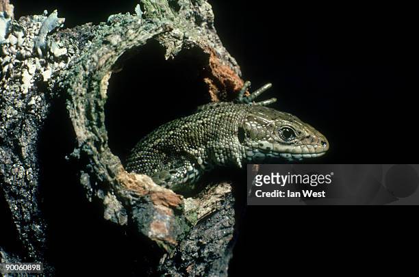 common lizard: lacerta vivipara,  hampshire, uk - lacerta vivipara stock pictures, royalty-free photos & images